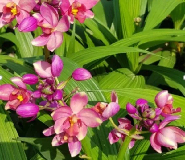 Ground_orchid_spathoglottis_fancy_purple